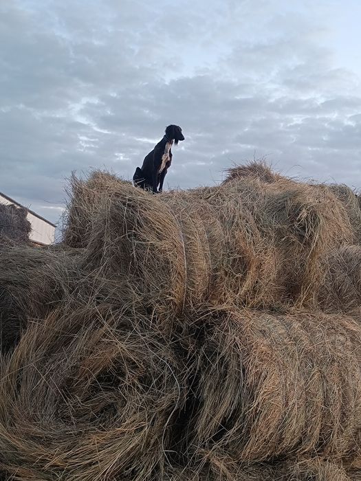 Тазы ургашы жогалды