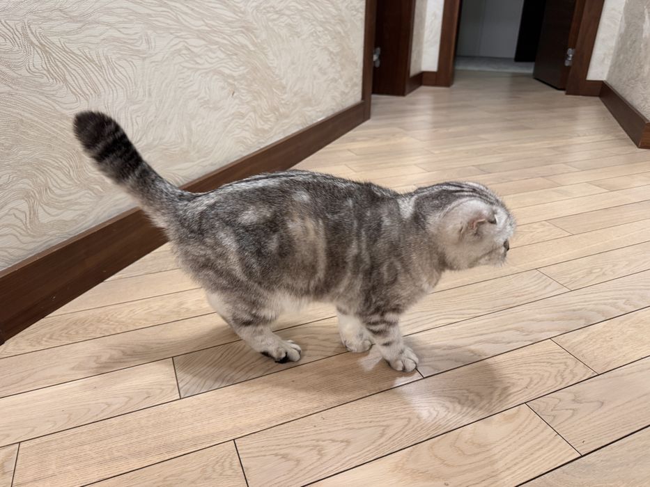 Кошка шотландская вислоухая