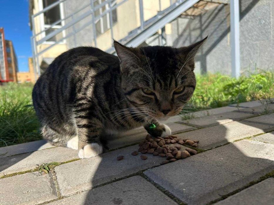 котенок в добрые руки