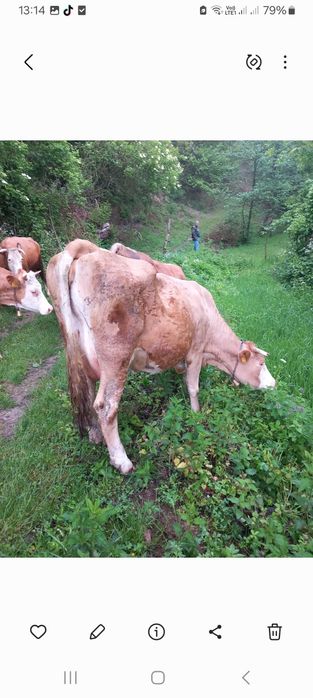 Vând vaca și vitea