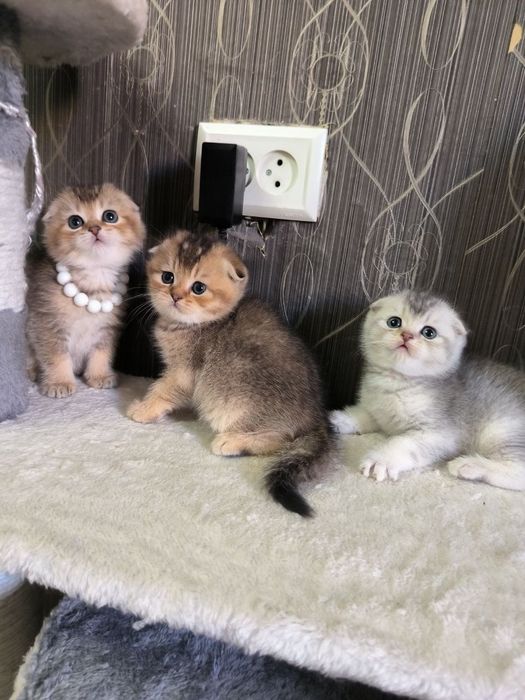 Прекрасные игривые котята