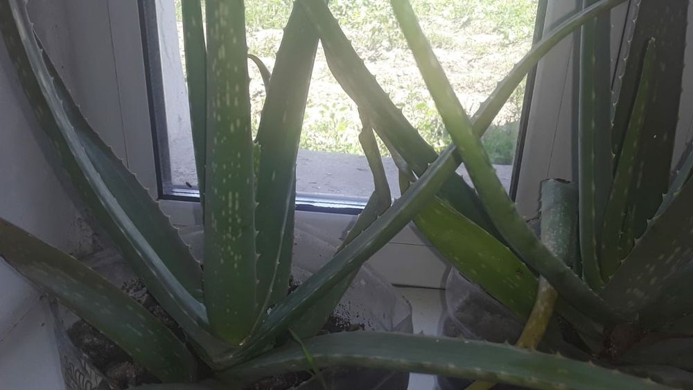 Алоэ  лечебное целебное