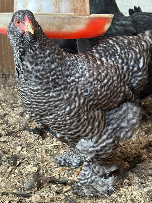 Брама полосатая, кукушка