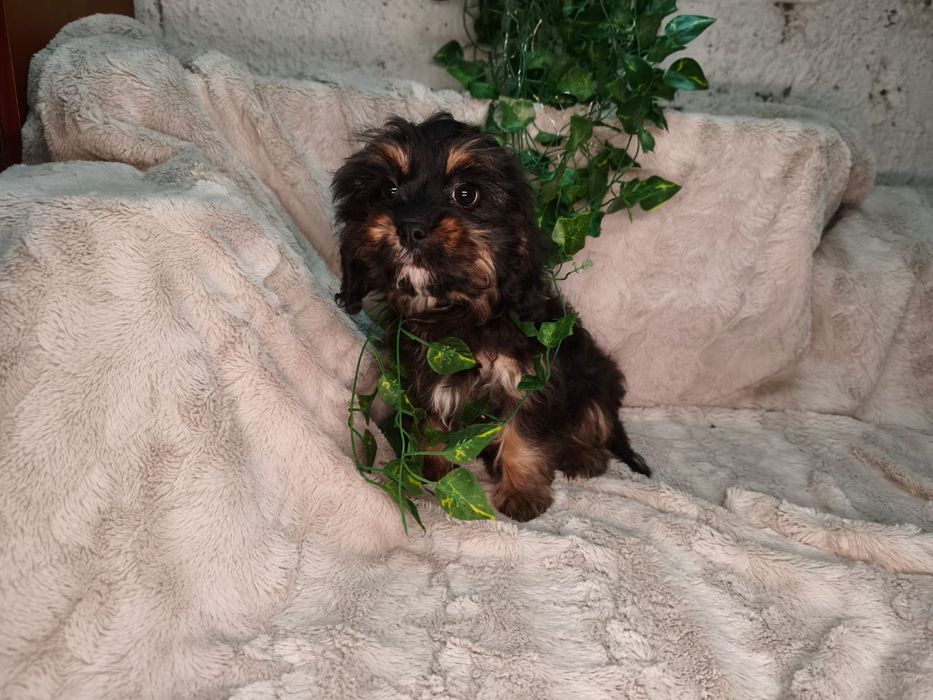 Vand baietel Cavapoo F1 black and tan.