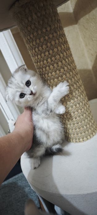 Шотландские котятя