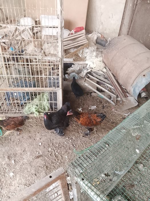 Turli turdagi tovuq va xoʻrozlar sotiladi