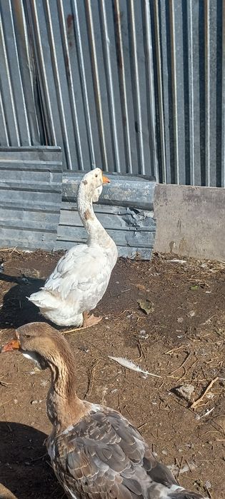 Продам гусей холмогоров 2 годовалых
