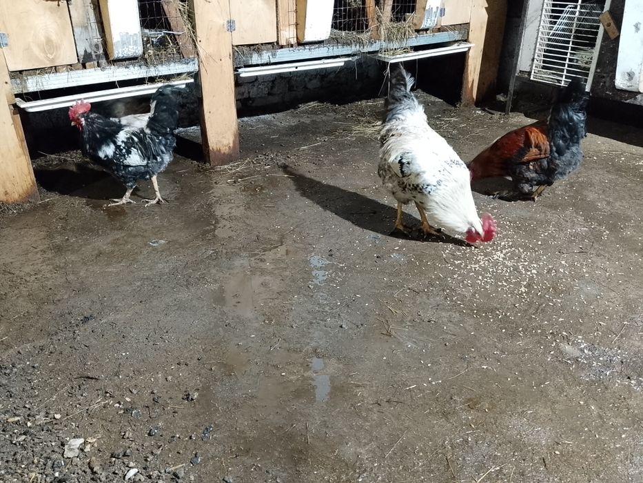Продам домашних петухов