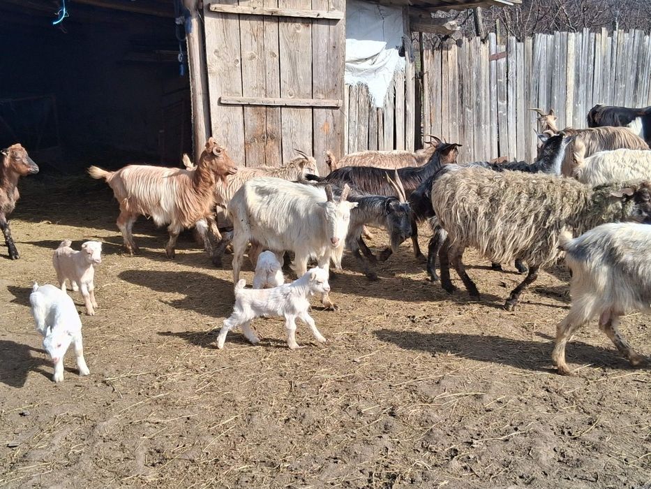 Vând capre fătate
