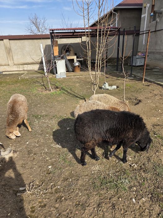 Арашан тоқты қошқар