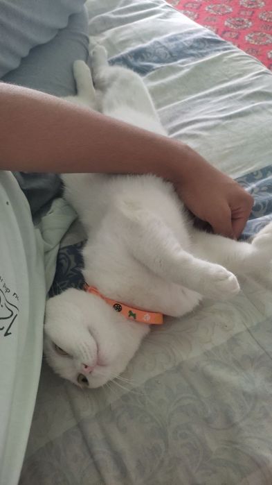 Веслаухая беременная 3месяц 200доллар