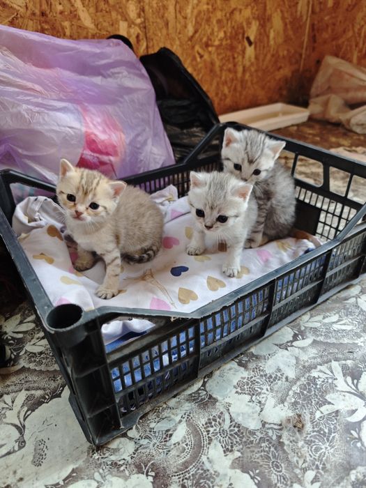 Отдадим котят в добрые руки