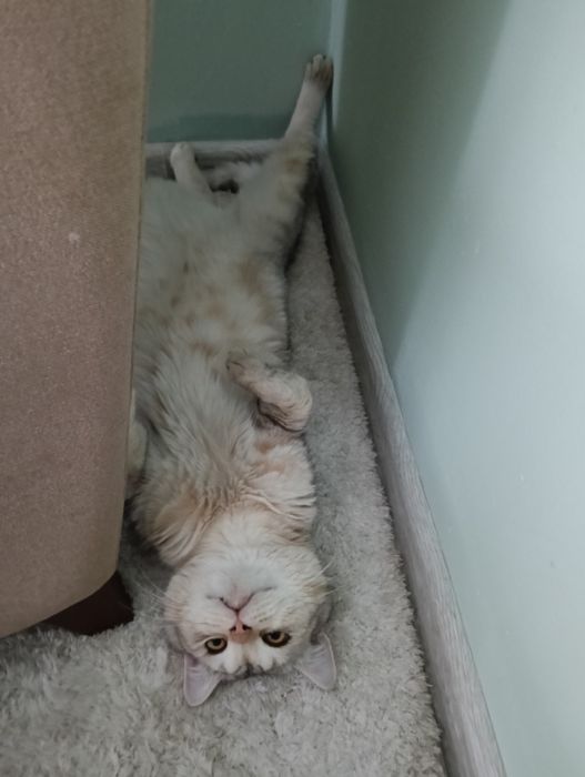 Отдам в хорошие руки