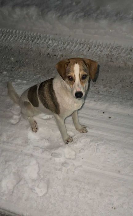 Найдена собака, хозяин, отзовись