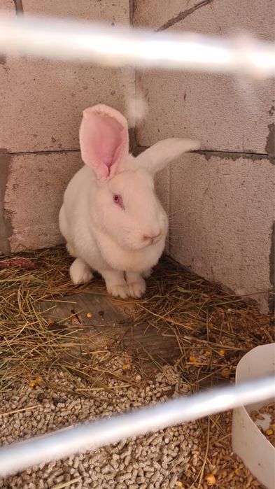 Vand iepuri berbec si uriasi germani