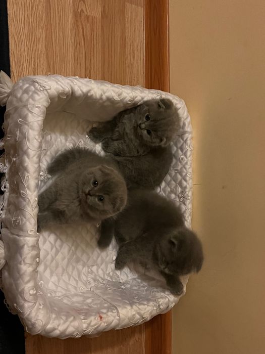 шотландский вислоухий котенок