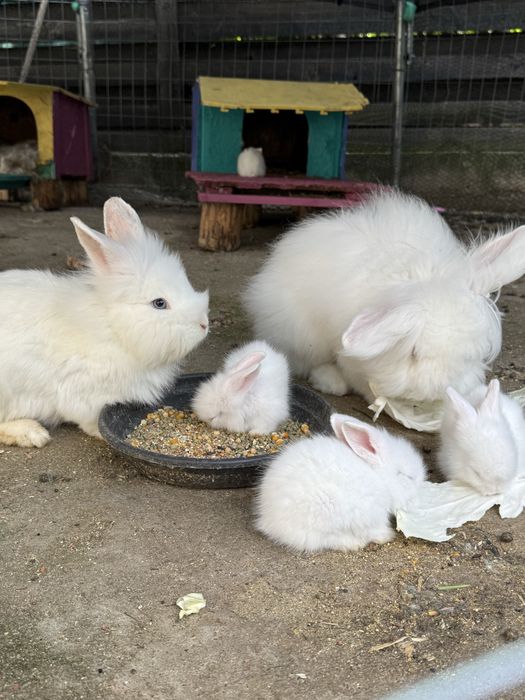 Iepurasi Angora albi cu ochi albastrii