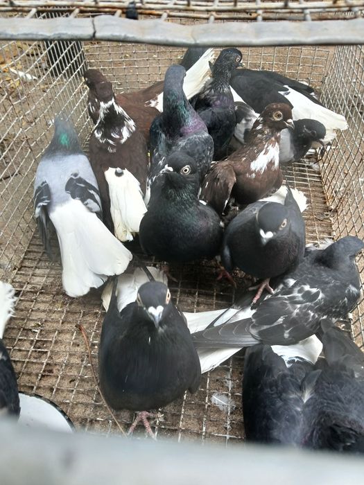 Codalb românesc de mare inalțime