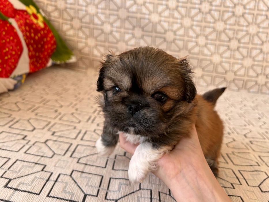 Продадим Щенков Пекинесов