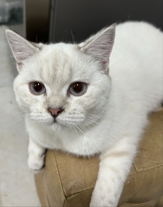 Продается кошка шотландская  скоттиш страйт