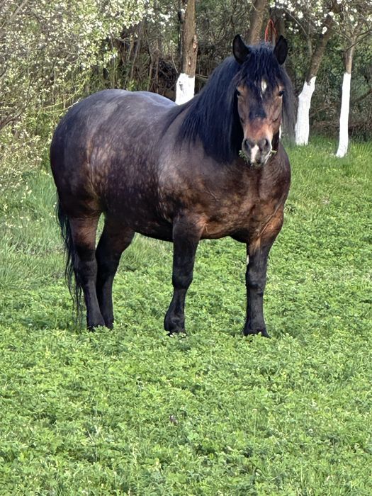 Iapa 6 ani gestanta foarte blanda si garantata de ham ‼️