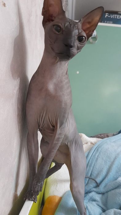 Кошка продается сфинкс