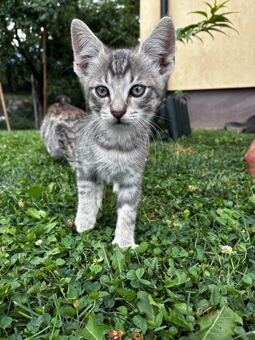 Oferim spre adopție pui de pisica cu varsta de 10 săptămâni!
