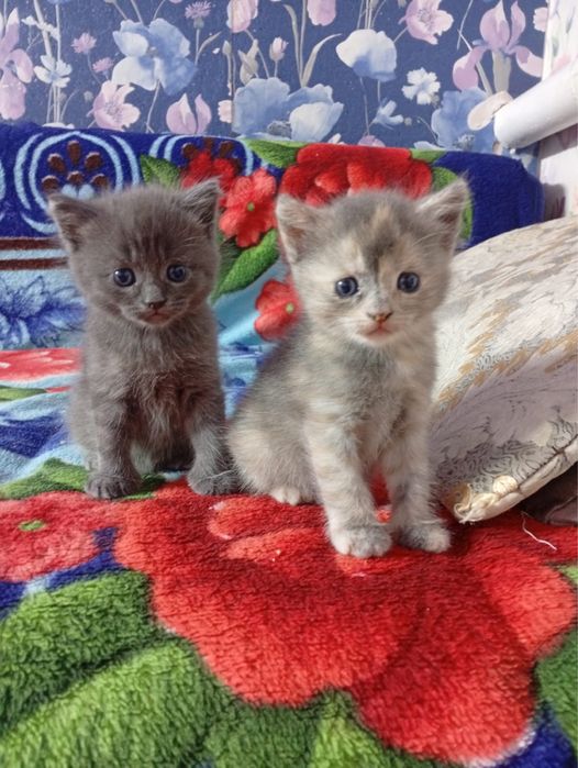 Котят в добрые руки