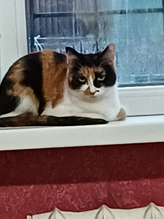 Кошка пятицветная