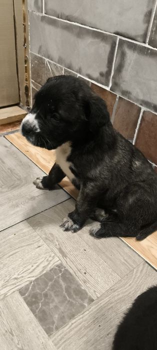 Кане Корсо / Сао Алабай