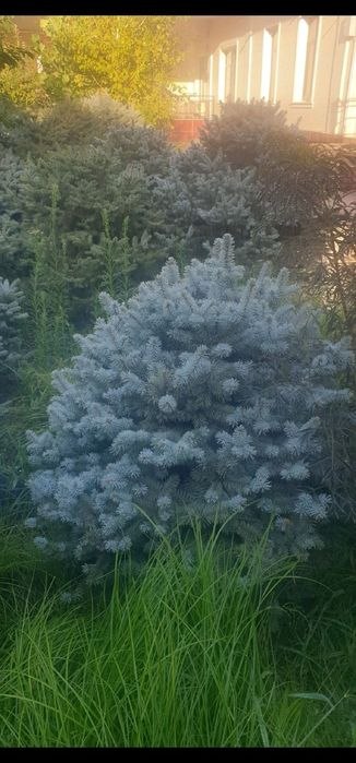 Продаются Голубые ели ёлки