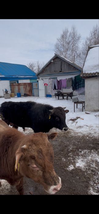 Продам два быка!!!