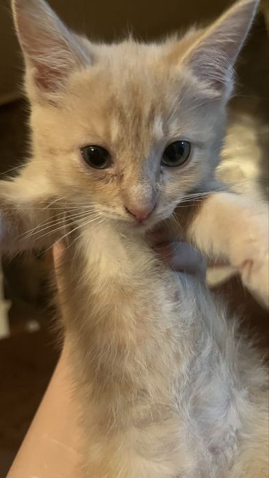 котята тайского кота