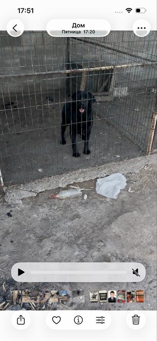 Лабладор девочка продается 1,5 годовалая знает команды