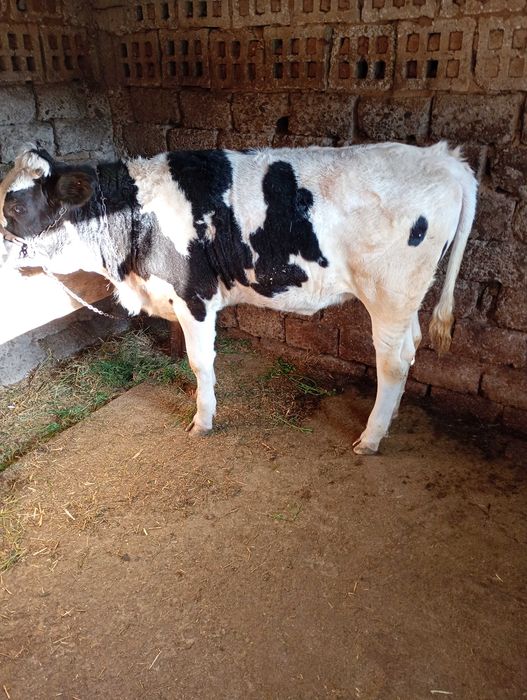 Vițea de vânzare în județul olt