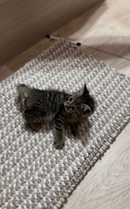 марғау британка+шотлондец/ мальчик