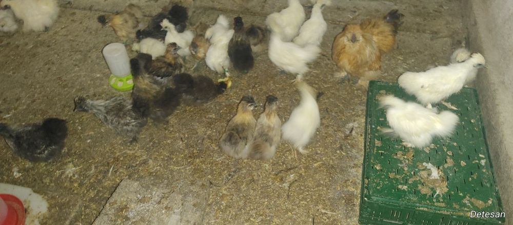 Gaini Mătase Japoneză