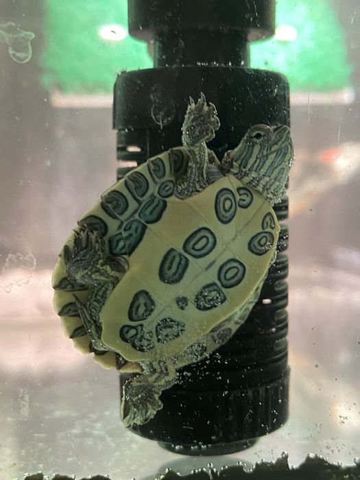 Красноухие черепахи