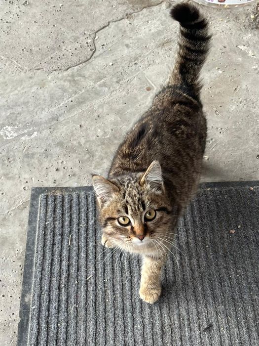 Кошка мышеловка полосатая