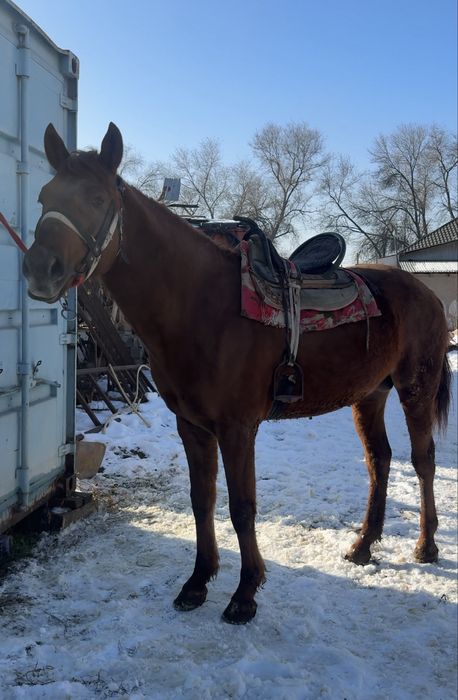 Айғыр 3 жасар тез арада саттылады