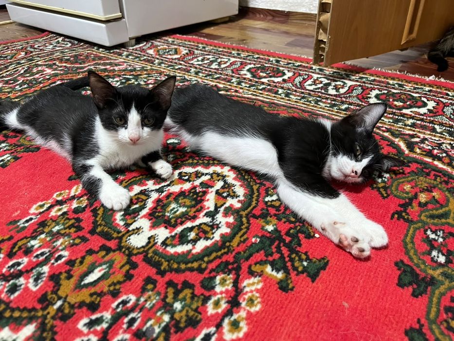 Котята в добрый руки