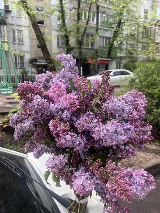 Сирень апрельская с доставкой