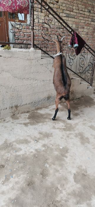 Чех Алпин сотилади Апарат 2та боласини курсатди