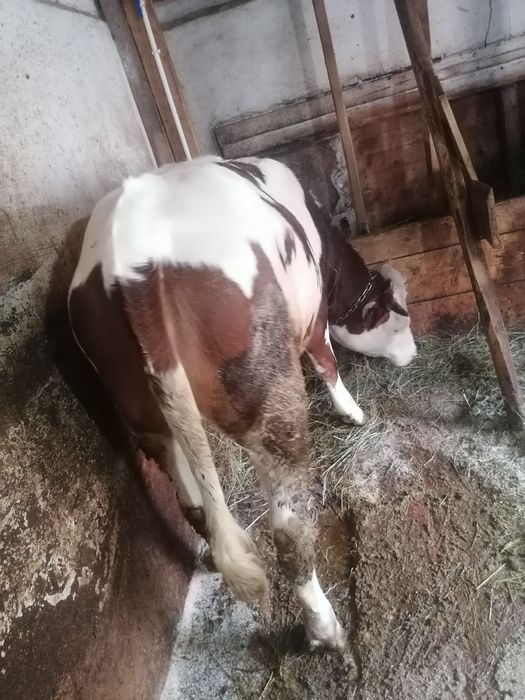 Junică frumoasă de vînzare