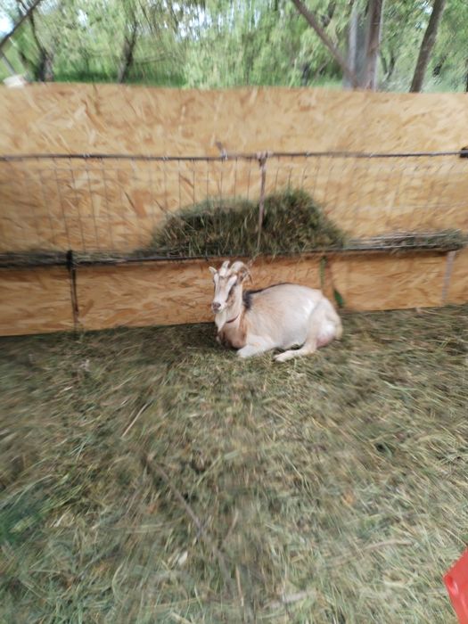 Vând capra cu iada