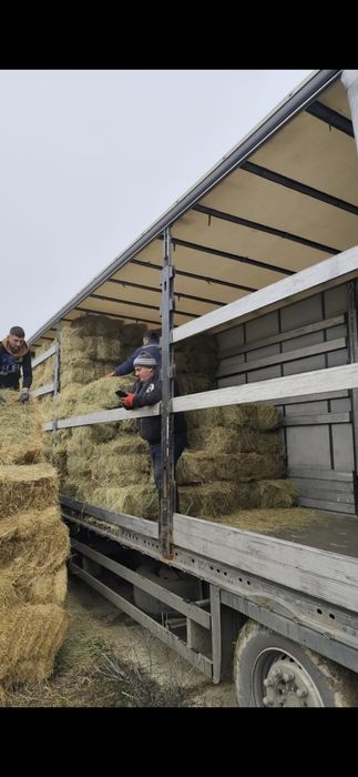 Baloti lucerna or fan.Rotunzi min.40.Dreptunghiulari.500.Transport inc