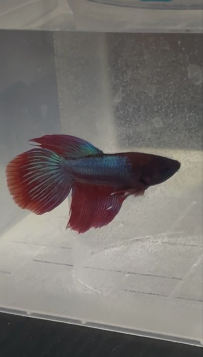 рыбки Петушок самец