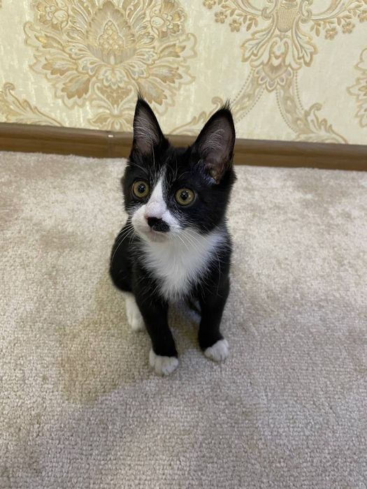 Отдаём котенка мальчика в добрые руки бесплатно