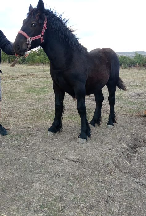 O iapa mare de vanzare are si mănza ardeneza da se vinde separat