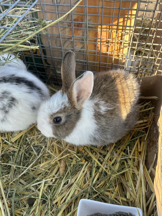 Iepurași pitici,simpatici pentru o familie iubitoare